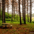 Picnic In Woods